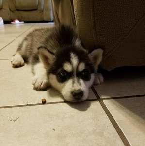 Meet your Posher, Ivan